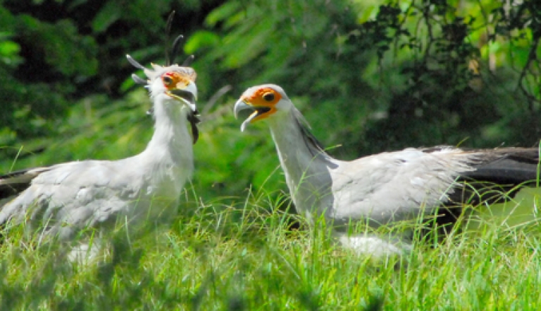 Secretarybirds