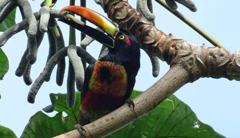 Fiery-billed Aracari