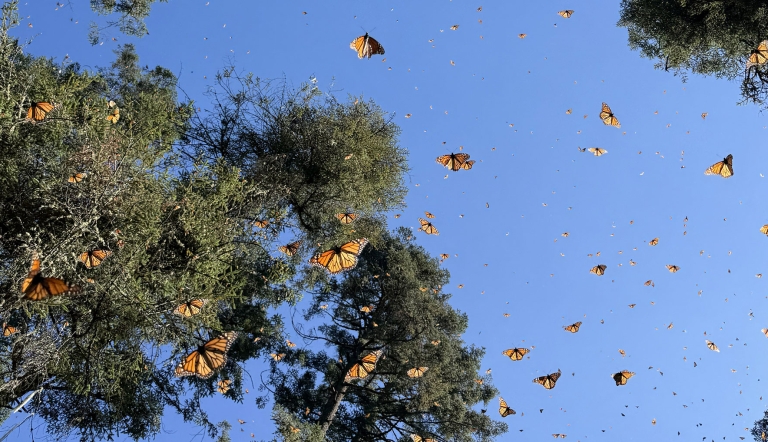 Hundreds of monarch butterflies in flight, with a backdrop of treetops and clear sky