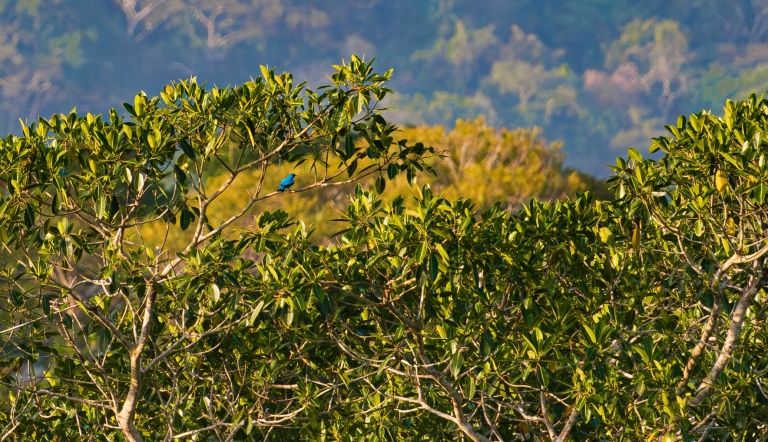 A view of treetops far away where a bird's vibrant feathers make it visible despite the distance