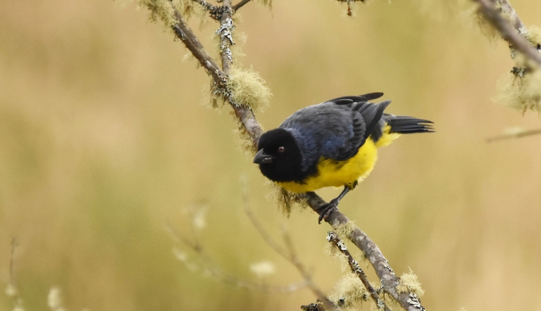 A Hooded Mountain Tanager sits perched on a small branch
