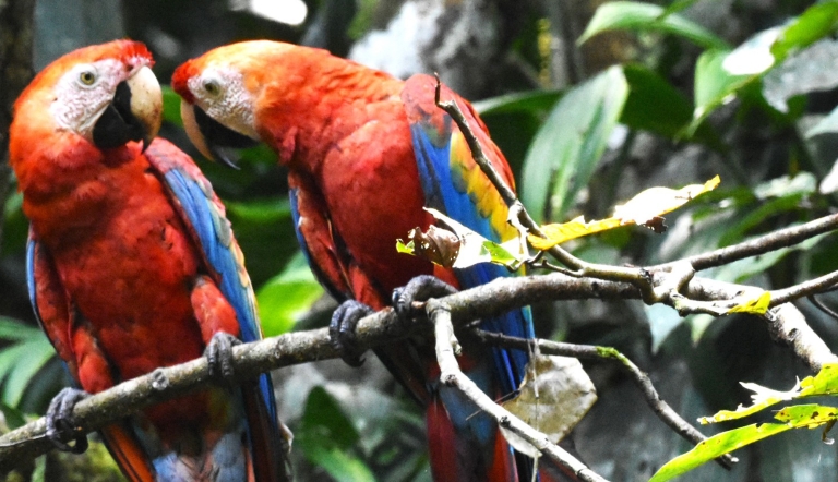 Scarlet Macaws perched on a branch at Napo River Wildlife Center in Ecuador