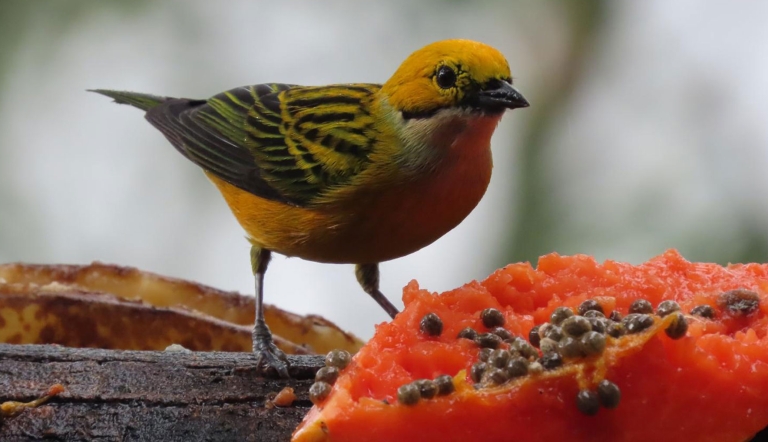 A Silver-throated Tanager feeds on a piece of papaya.