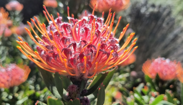 Close-up of a king protea flower in bloom