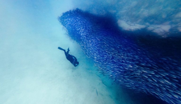 A snorkeler swims near a large school of fish underwater