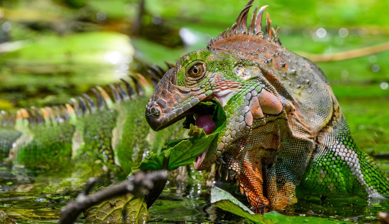 A large iguana partially submerged in water opens its mouth to bite a piece of vegetation