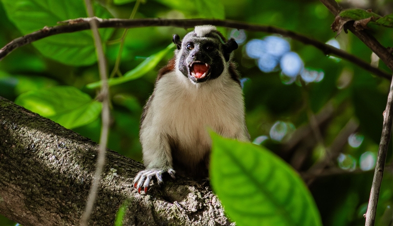 A Geoffroy's tamarin sits on a tree branch with its mouth open