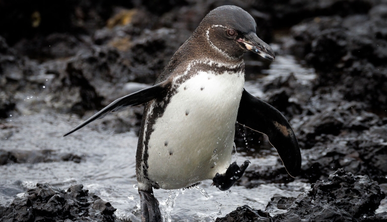 A Galapagos Penguin mid-jump over volcanic rock and seawater