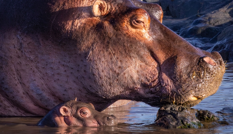 Side view of an adult hippo and calf partially submersed in water