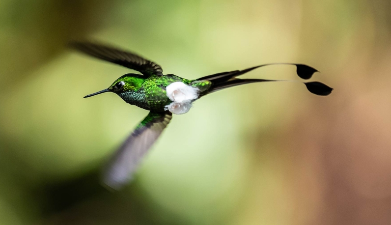 A White-booted Racket-tail hummingbird in flight