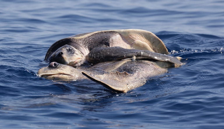 A sea turtle uses its fin to grasp onto another turtle in the water.