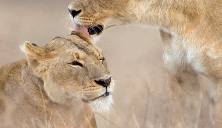 Lions in Tanzania