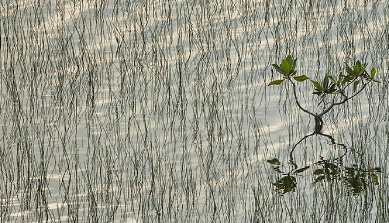"Florida's Changing Waters"