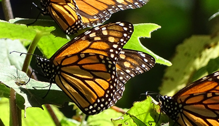 Photo by Pelin Karaca Monarch butterflies