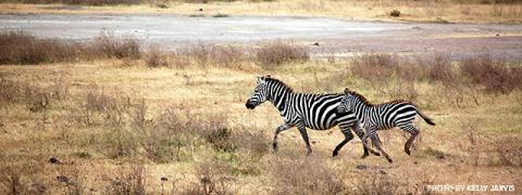 african safari wildlife park cincinnati