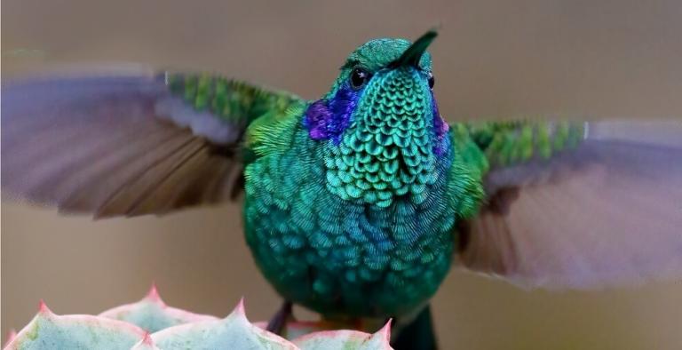 American Birding Association