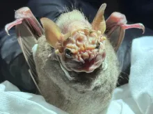 Close-up of a wrinkle-faced bat being held by gloved hands