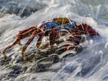 Sally Lightfoot crab in ocean surf