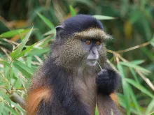 Golden monkey chewing a piece of grass