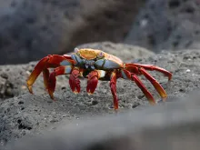 Sally Lightfoot crab on rock