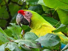 Great Green Macaw surrounded by tree leaves