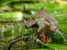 A large iguana partially submerged in water opens its mouth to bite a piece of vegetation