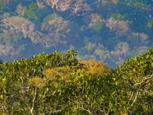 A view of treetops far away where a bird's vibrant feathers make it visible despite the distance