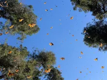 Many monarch butterflies fly overhead among the treetops
