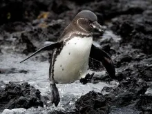 A Galapagos Penguin mid-jump over volcanic rock and seawater