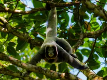 A woolly monkey balances in the branches of a tree, its limbs outstretched and tail wrapped around a branch overhead
