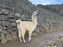 A llama stands on a path with the stone walls of an archaeological site in the background