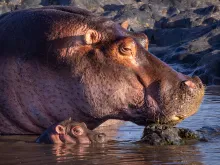 Side view of an adult hippo and calf partially submersed in water
