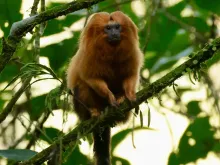 A golden lion tamarin sits on a tree branch.