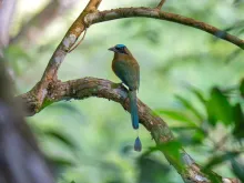 A motmot perches on a tree branch