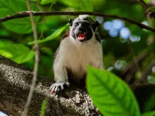 A Geoffroy's tamarin sits on a tree branch with its mouth open