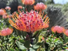 Close-up of a king protea in bloom.
