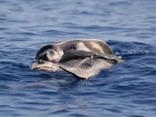 A sea turtle uses its fin to grasp onto another turtle in the water.