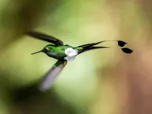 A White-booted Racket-tail hummingbird in flight.